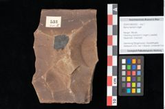 Foto (Objekt + Etikett) von Myrica lignitum Unger (NHMW-GEO-2024-0188-0533)